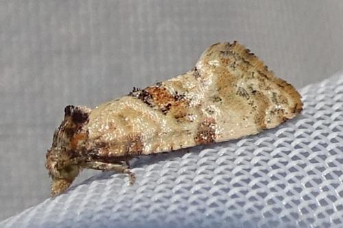 Réf. 306 762 : Cochylis molliculana